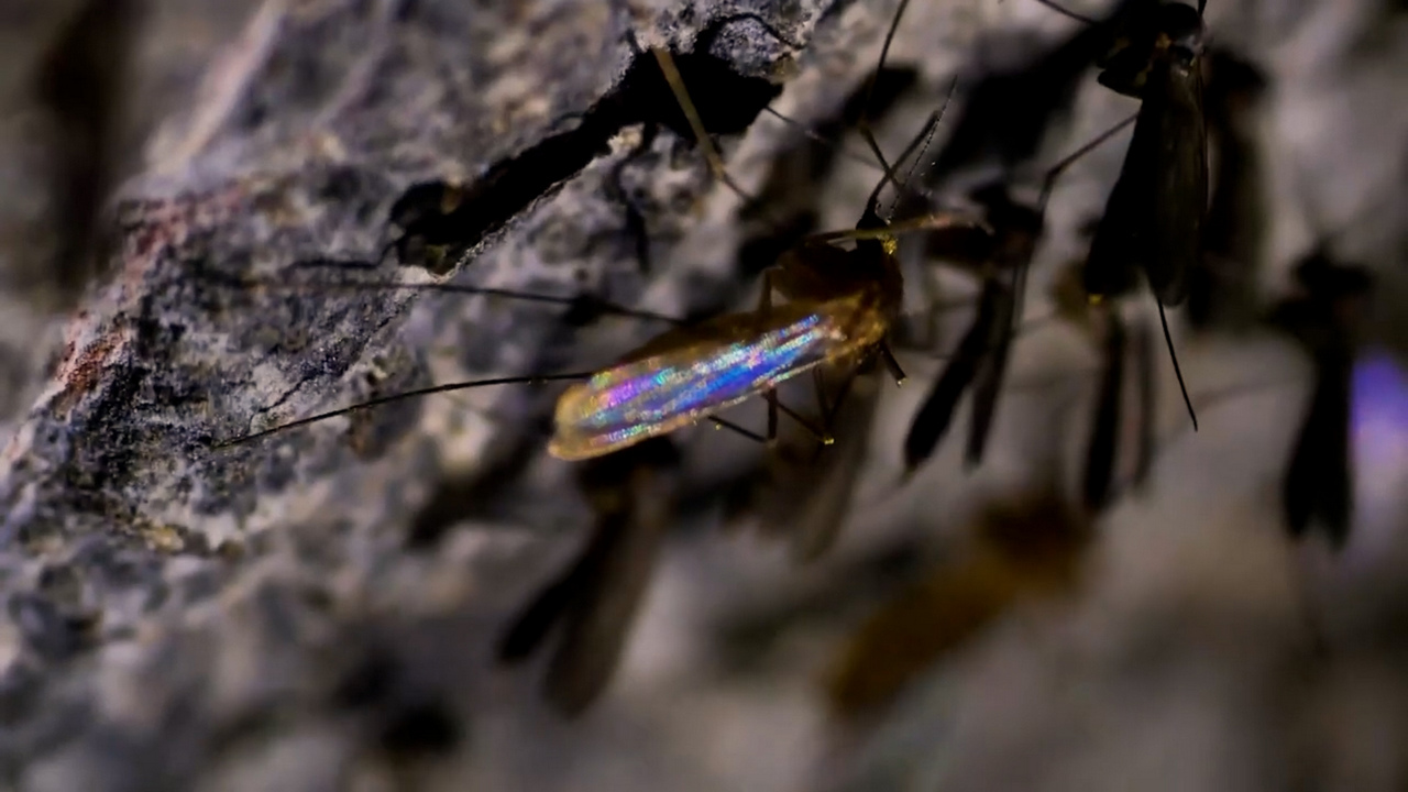 Пещеру, в которой зимуют комары, нашли в Челябинской области