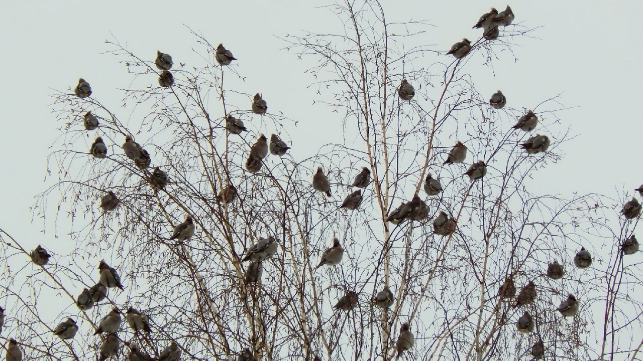 Огромная стая птиц: жители Озерска стали свидетелями мурмурации свиристелей