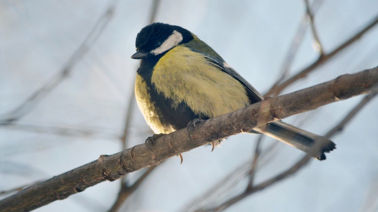 Рекордно рано запели птицы в горах Челябинской области