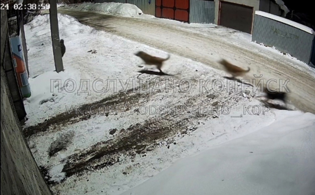 Агрессивные собаки нападают на котов в Челябинской области
