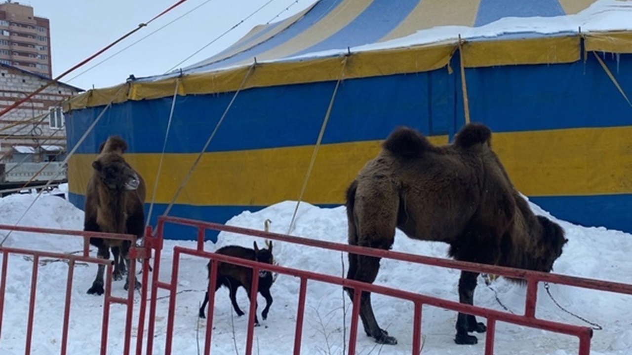 Замерзающих на улице верблюдов заметили в Копейске Замерзающих на улице верблюдов заметили в Копейске