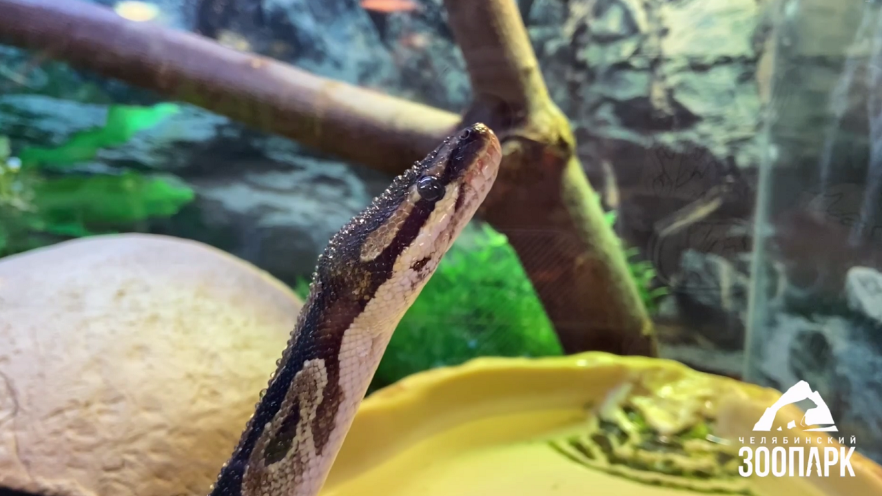 В зоопарке Челябинска рассказали, почему змеи часто высовывают язык