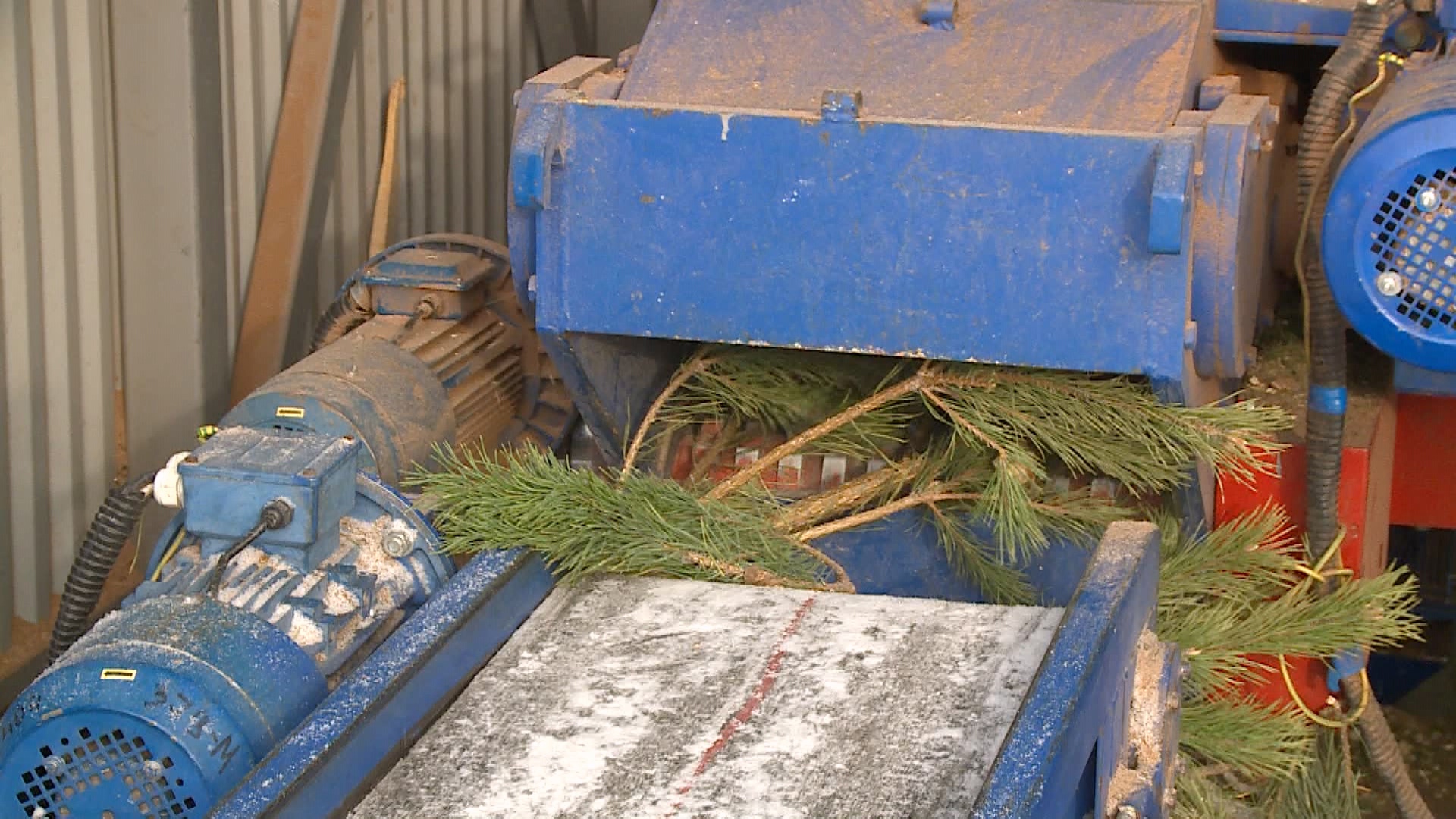 С пользой для экологии: в Магнитогорске показали, как перерабатывают новогодние ели