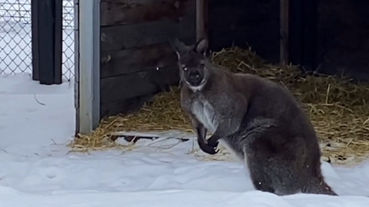 В зоопарке Челябинска кенгуру установили силиконовый протез глаза