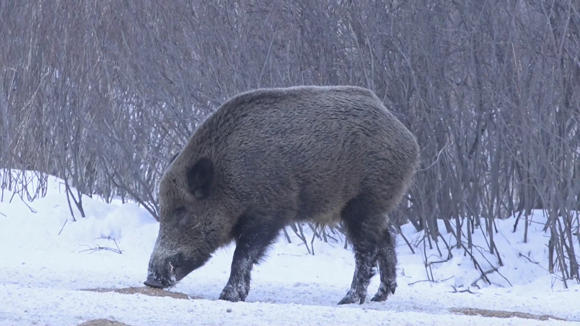 Фотограф из Челябинской области всю зиму заботится о диких кабанах