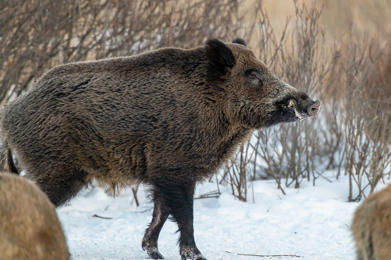 Столовая для кабанов: житель Челябинской области подкармливает диких животных