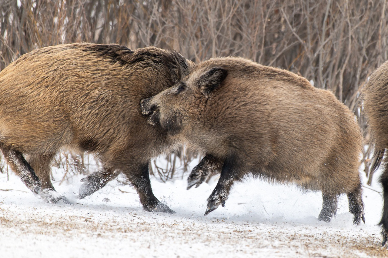 Столовая для кабанов: житель Челябинской области подкармливает диких животных