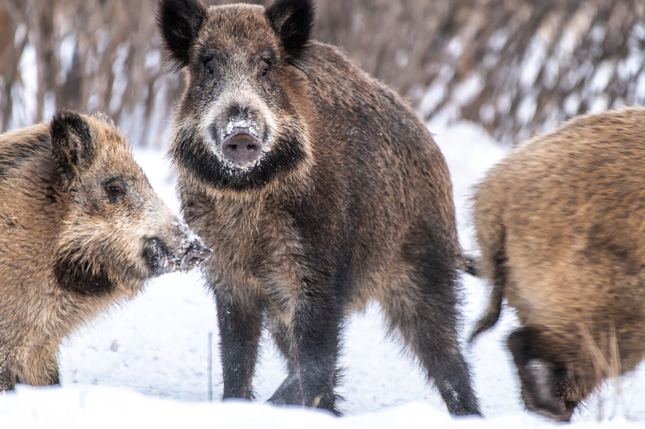 Столовая для кабанов: житель Челябинской области подкармливает диких животных