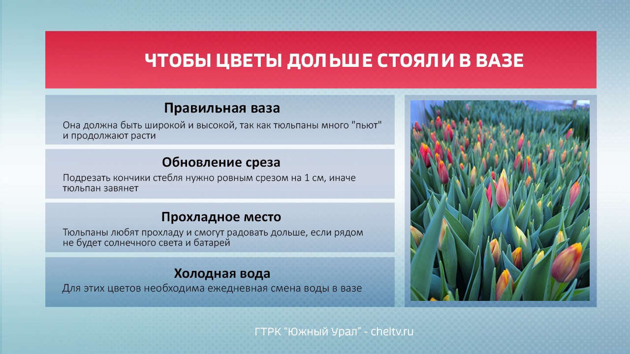 В теплицах Челябинской области зацветают первые тюльпаны