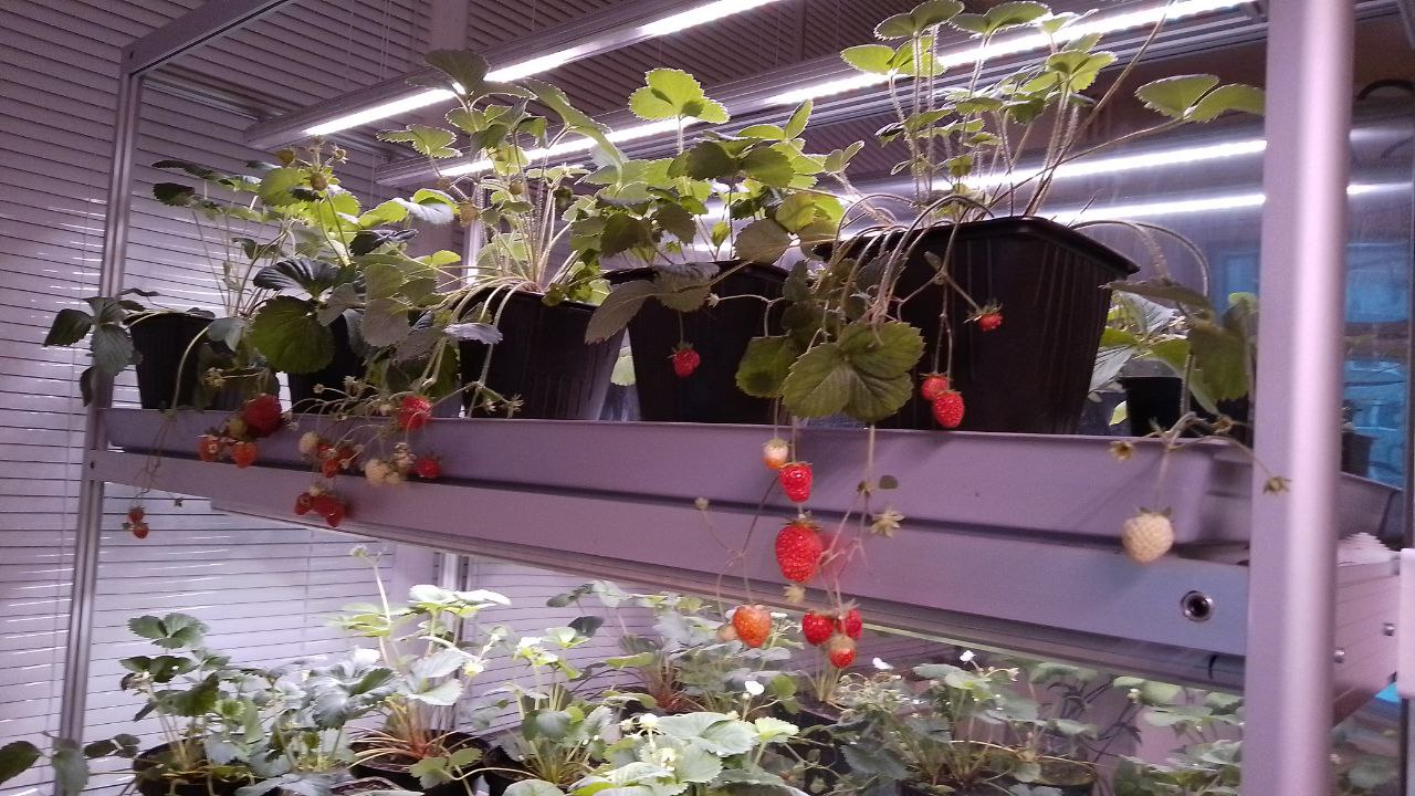 В Челябинске собирают клубнику зимой и клонируют землянику