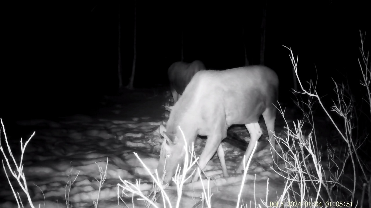 Фотоловушка в лесу Челябинской области сняла "разговор" двух лосей