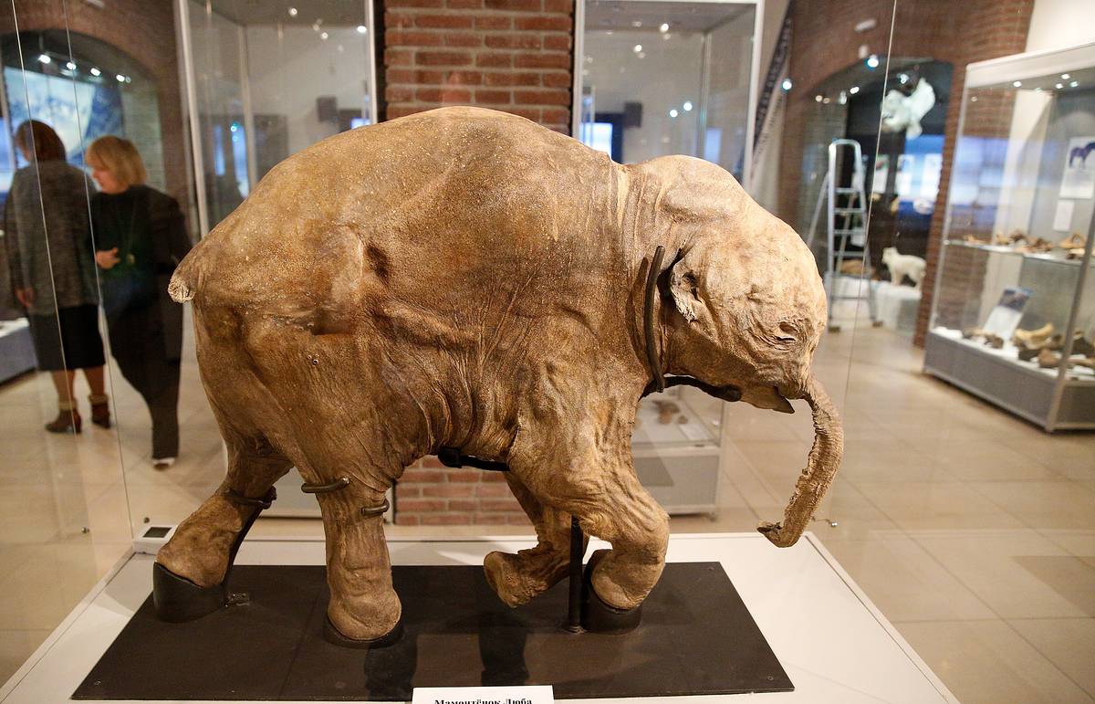 Мамонтенок Люба едет в Челябинск: на Южном Урале готовятся к грандиозной выставке