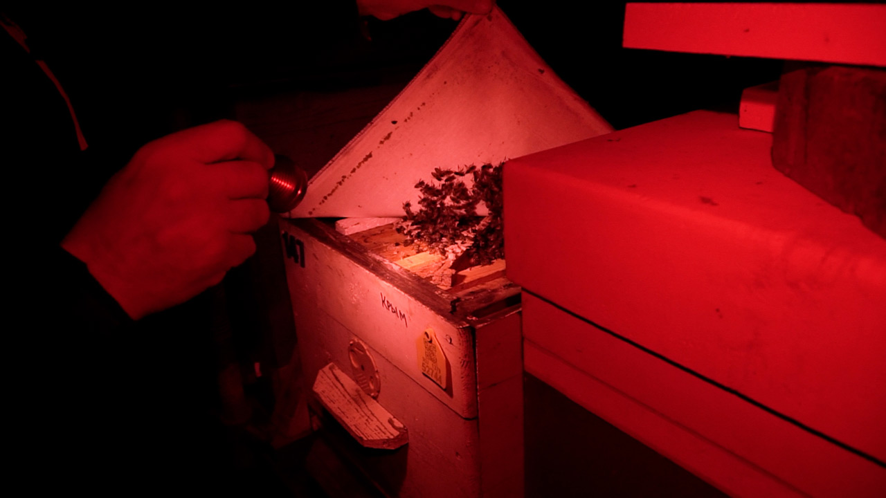 В центре шара — королева: как зимуют пчелы, рассказали в Челябинской области