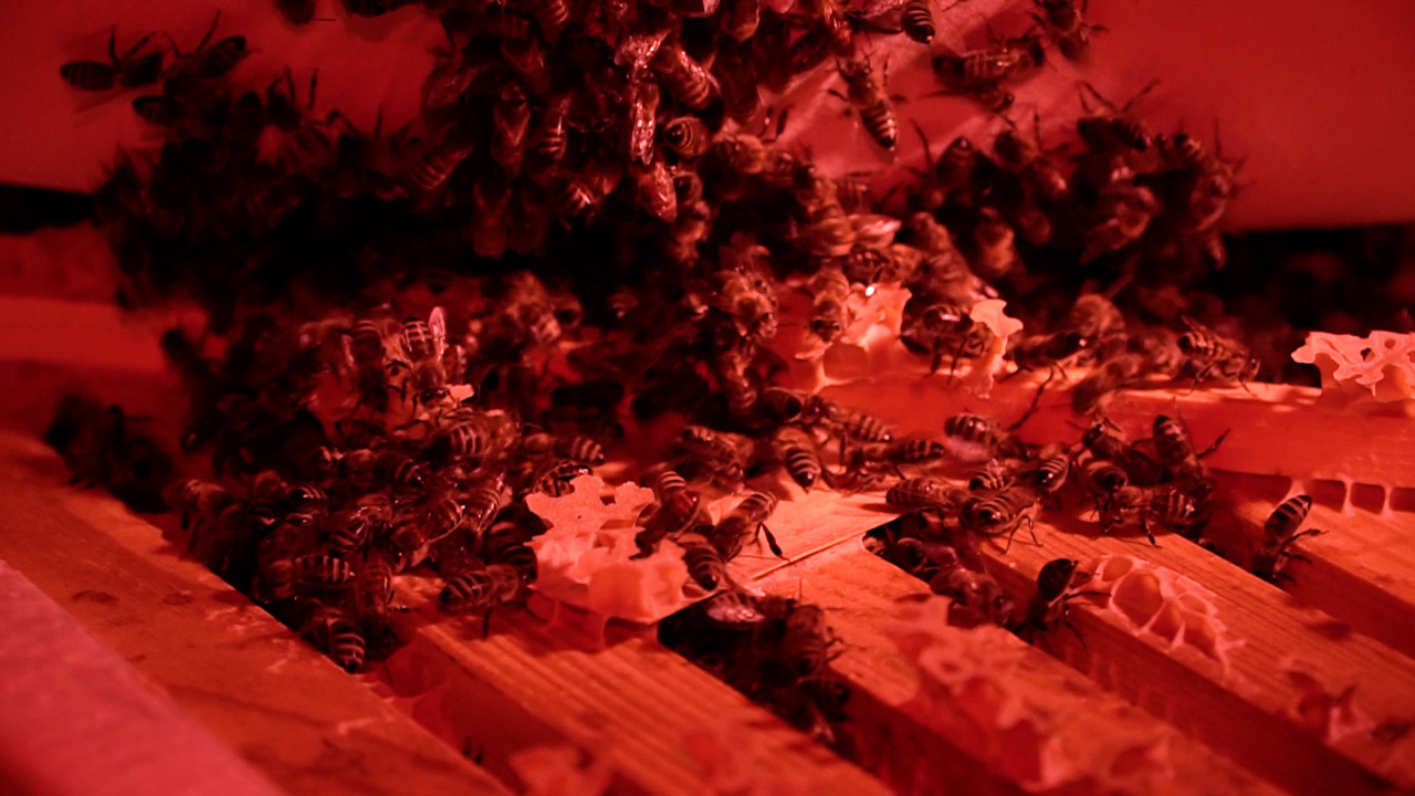 В центре шара — королева: как зимуют пчелы, рассказали в Челябинской области