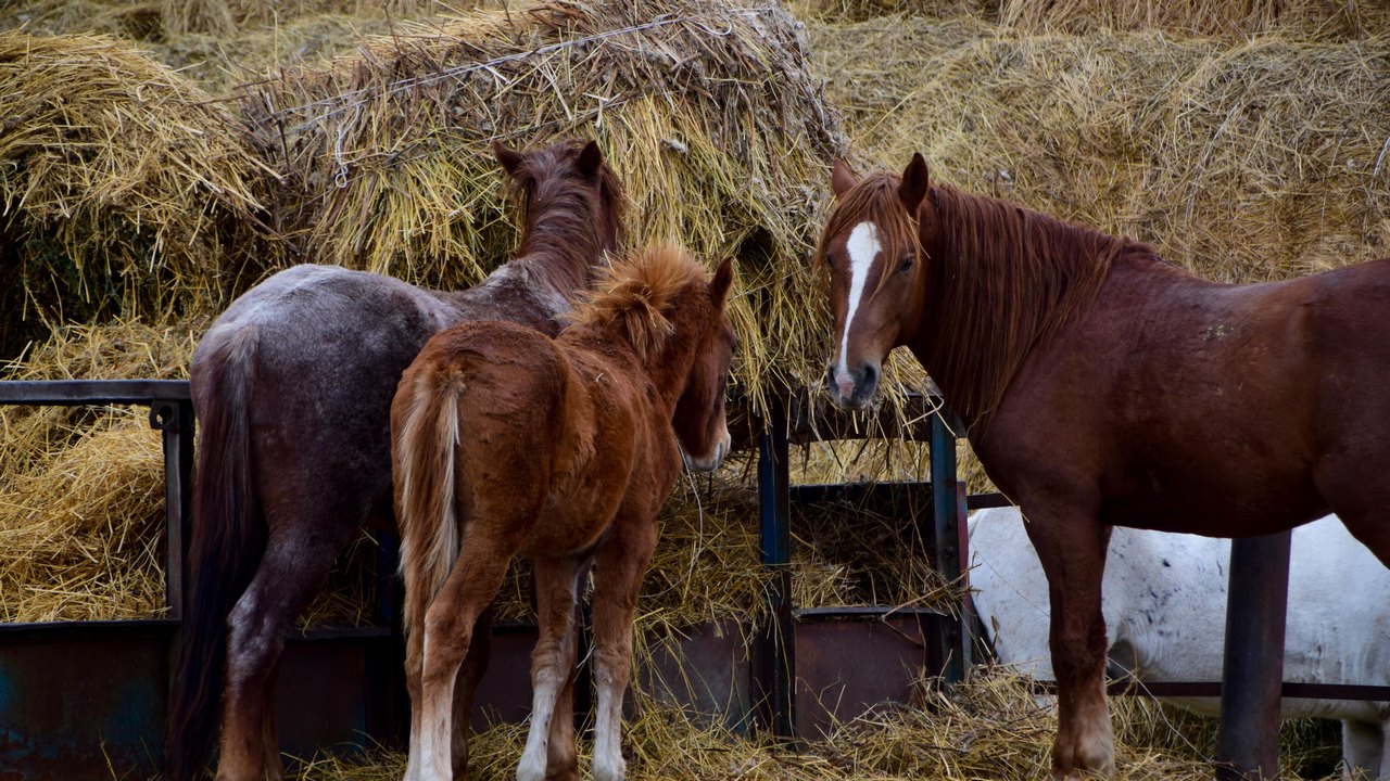 Скачки на рысаках, тройках и пони пройдут в Челябинской области