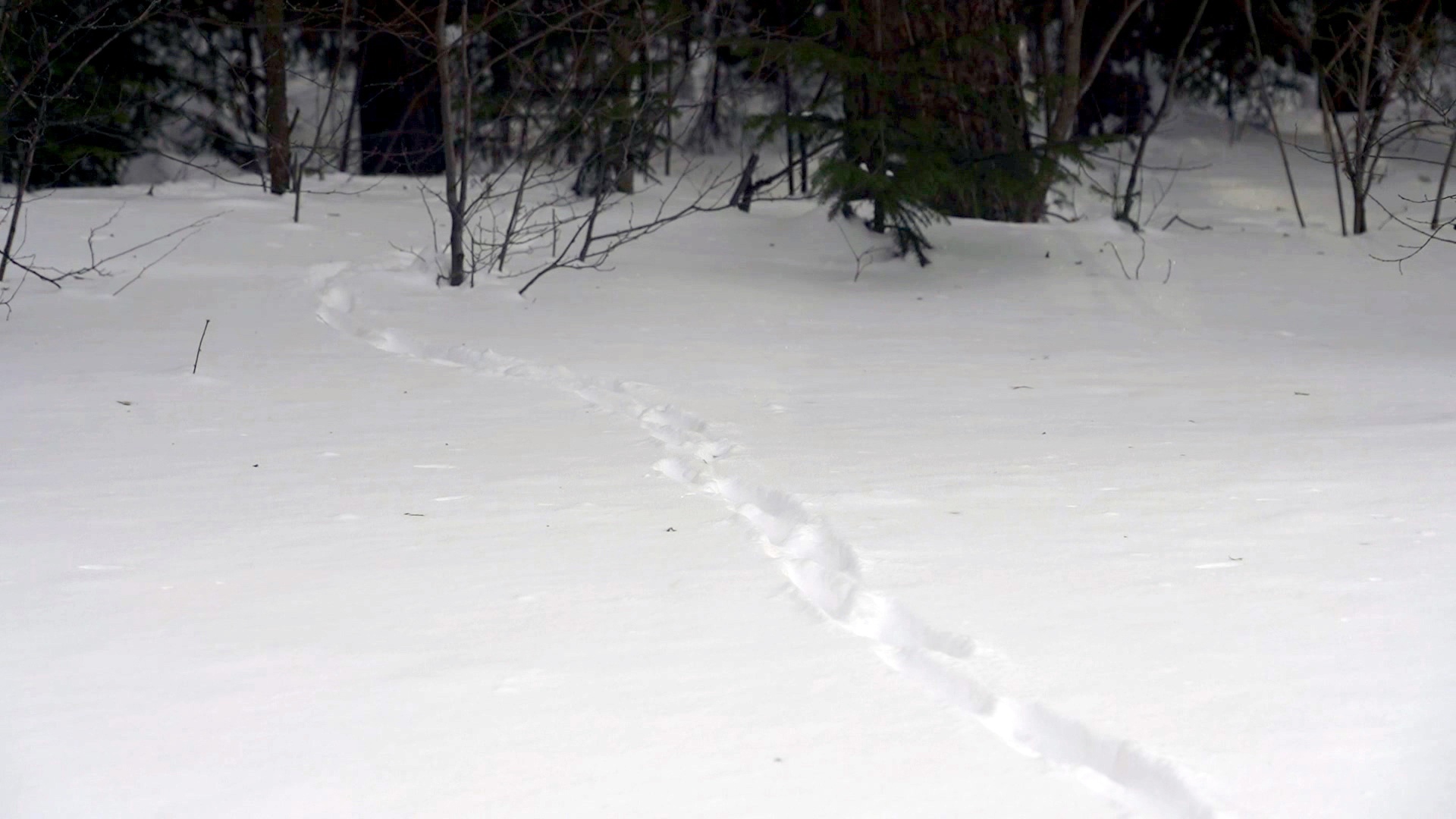 Следы животных на снегу изучают экологи в нацпарке Таганай 