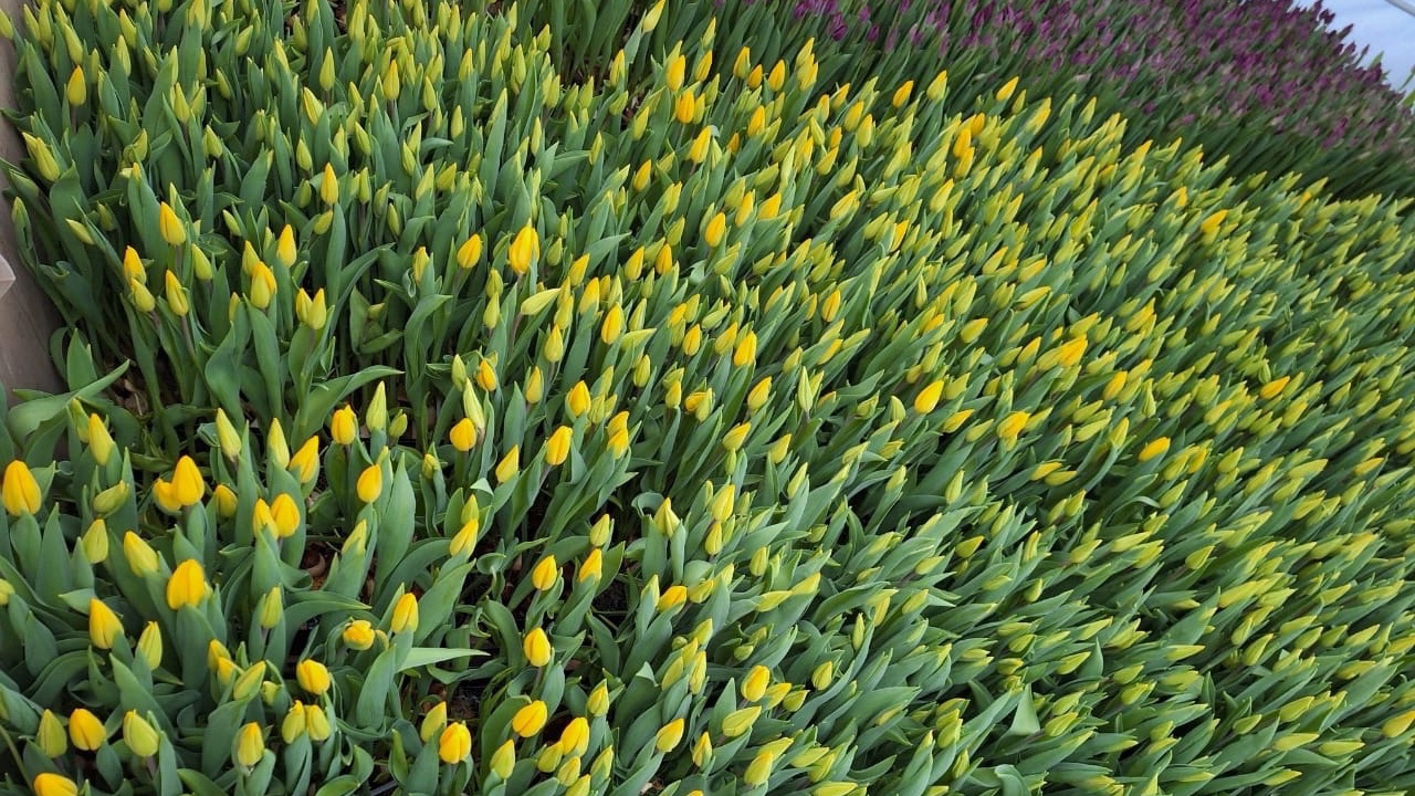 В теплицах Челябинской области зацветают первые тюльпаны