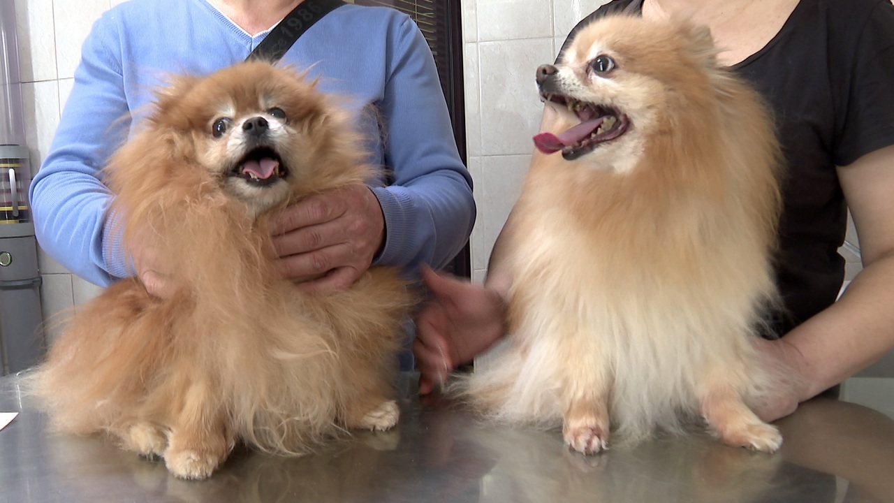 Владельцам кошек и собак в Челябинске рассказали, как защитить питомцев весной