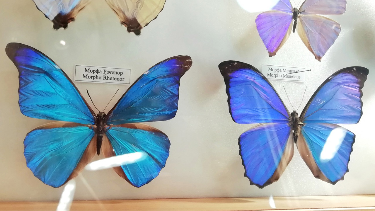 Гигантские бабочки и жуки: выставка насекомых открылась в Челябинской области