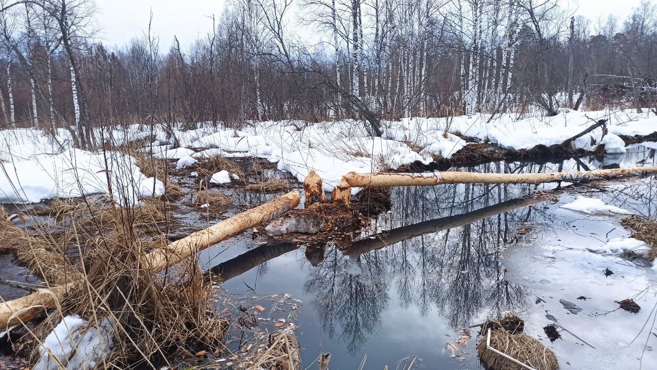 Бобры в Челябинской области приступили к обустройству плотин