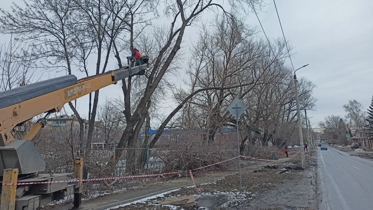 Санитарной обрезкой деревьев в Челябинске занялась новая организация