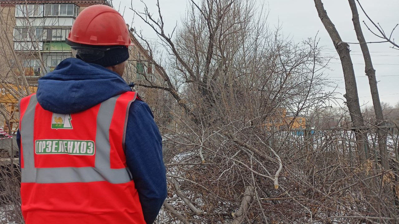Санитарной обрезкой деревьев в Челябинске занялась новая организация