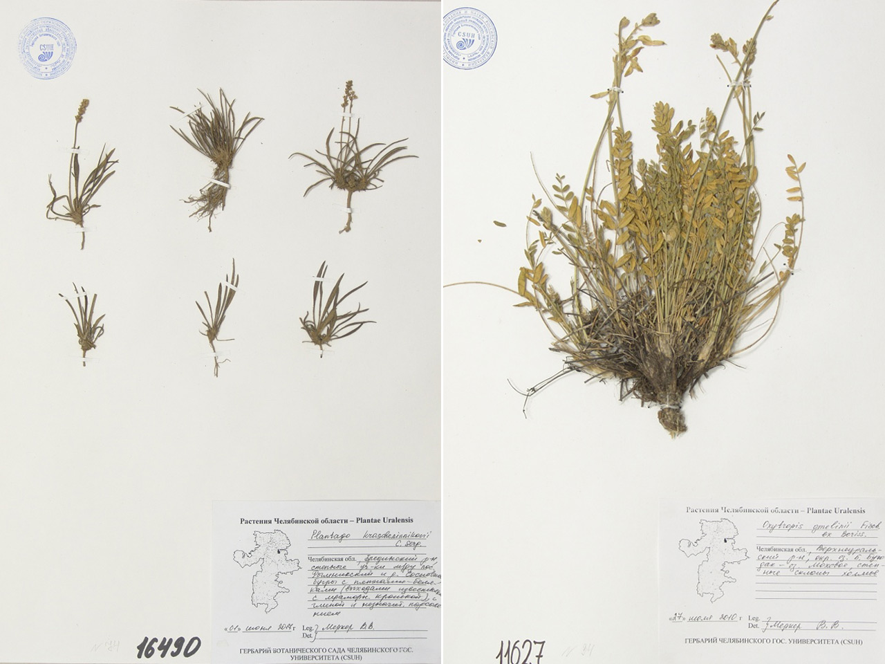 Собраны более 100 лет назад: какие редкие растения хранятся в музее Челябинска