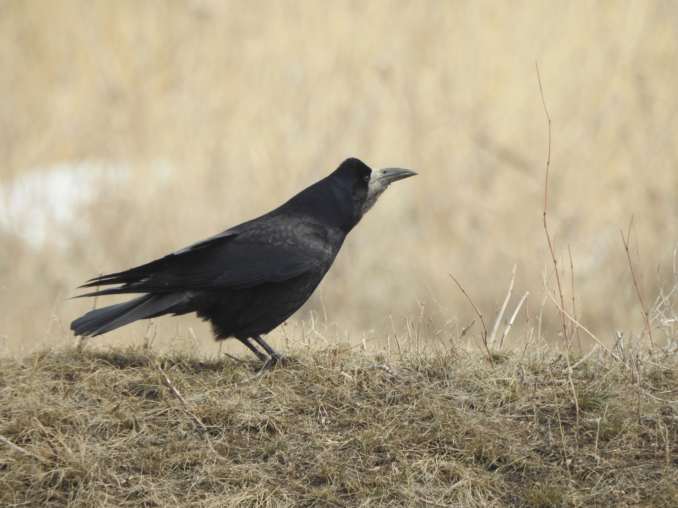 Когда в Челябинскую область вернутся грачи, объяснили специалисты 