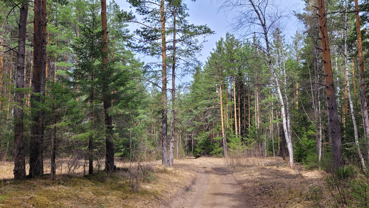 Помогают тем, кто заблудился: в лесах Челябинской области устанавливают указатели
