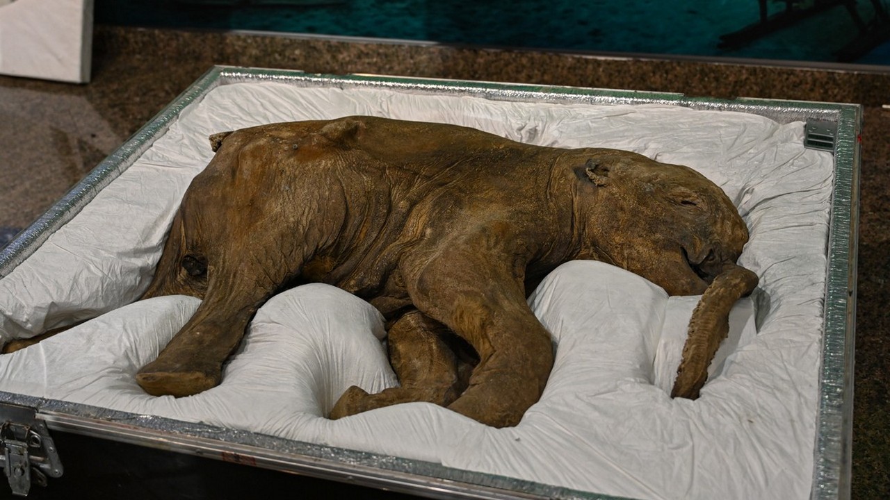 Мумию мамонтенка, которой 42 тысячи лет, привезли в Челябинск