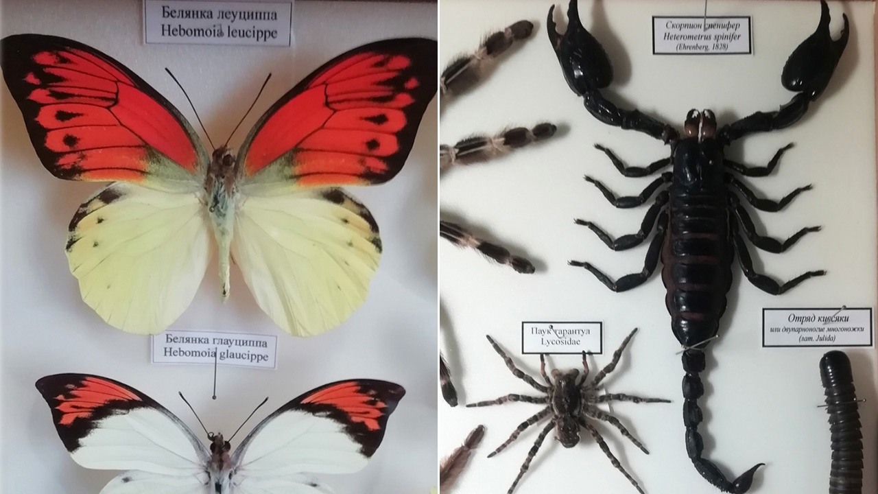 Гигантские бабочки и жуки: выставка насекомых открылась в Челябинской области