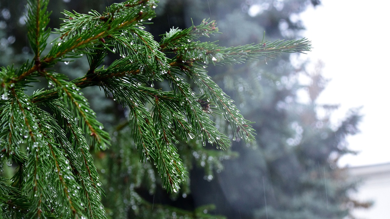 Дождь, мокрый снег и сильный ветер ожидаются в Челябинской области