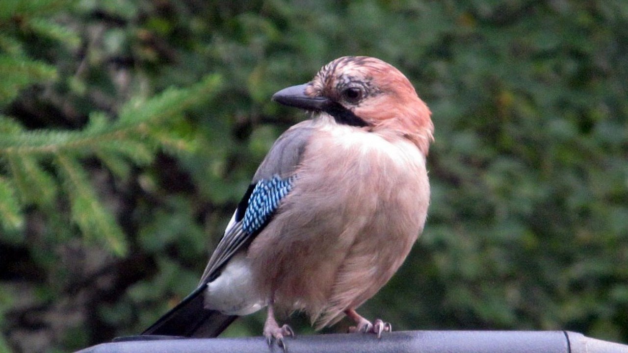 В Челябинской области раньше срока зацвела верба 
