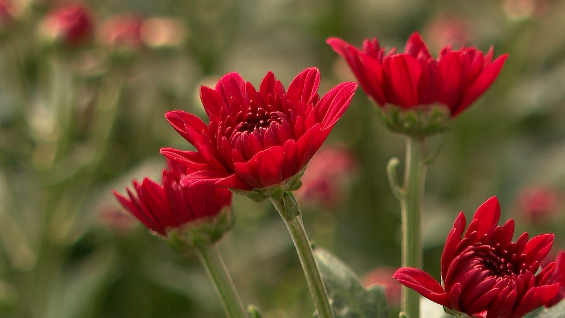 Цветочная ферма в Челябинской области проводит экскурсии для детей и взрослых