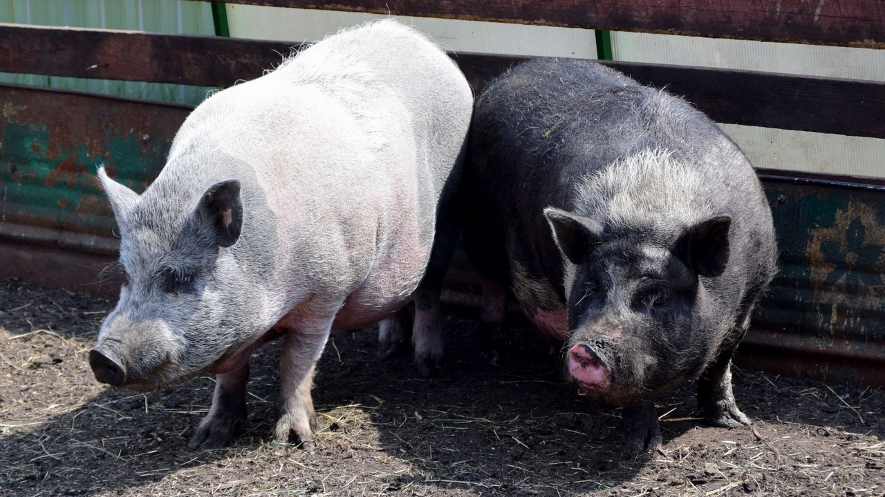 Карантин введен в поселке Челябинской области: подозревают африканскую чуму свиней