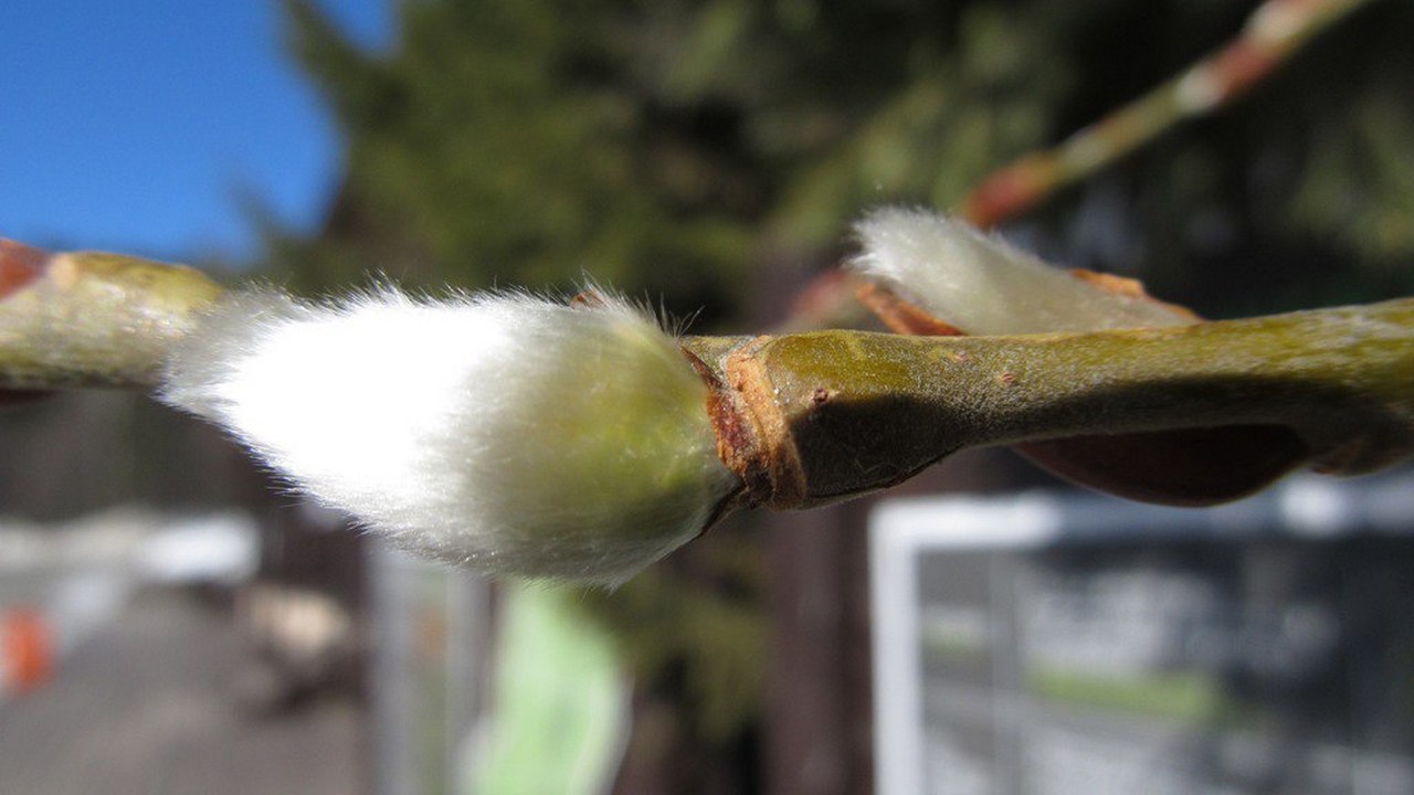 В Челябинской области раньше срока зацвела верба