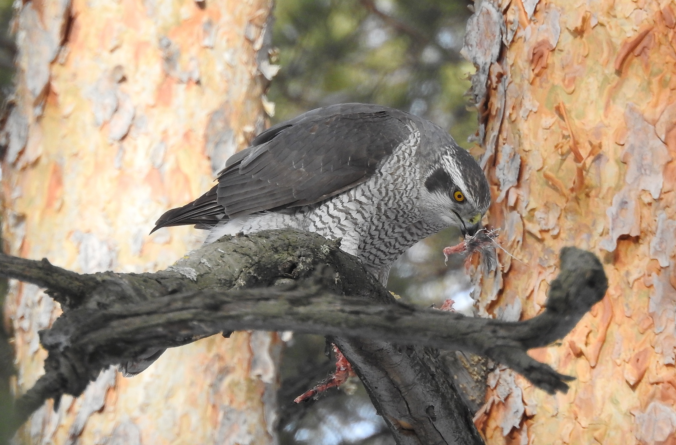 В Челябинске сфотографировали за обедом древнюю хищную птицу В Челябинске сфотографировали за обедом древнюю хищную птицу