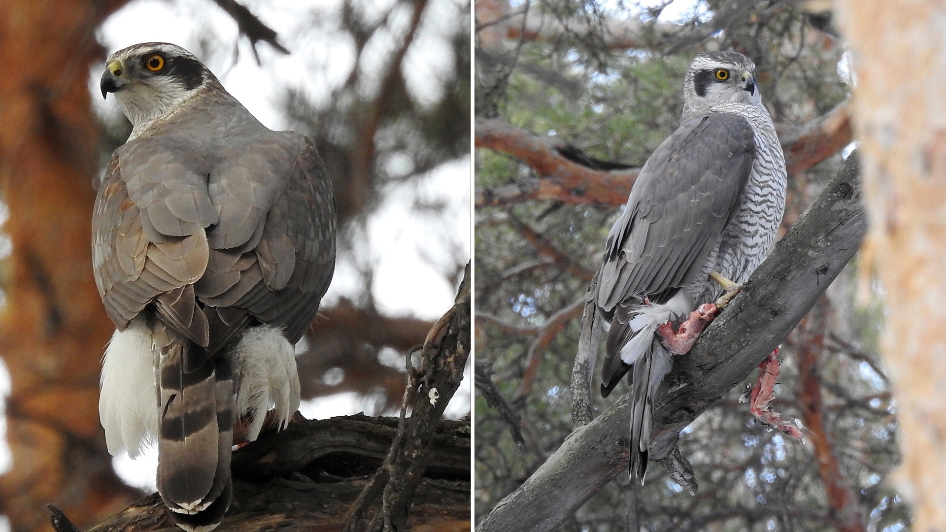 В Челябинске сфотографировали за обедом древнюю хищную птицу