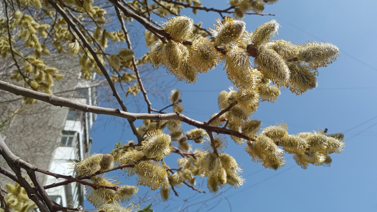 Повышение температуры до 27°C ожидается в Челябинской области