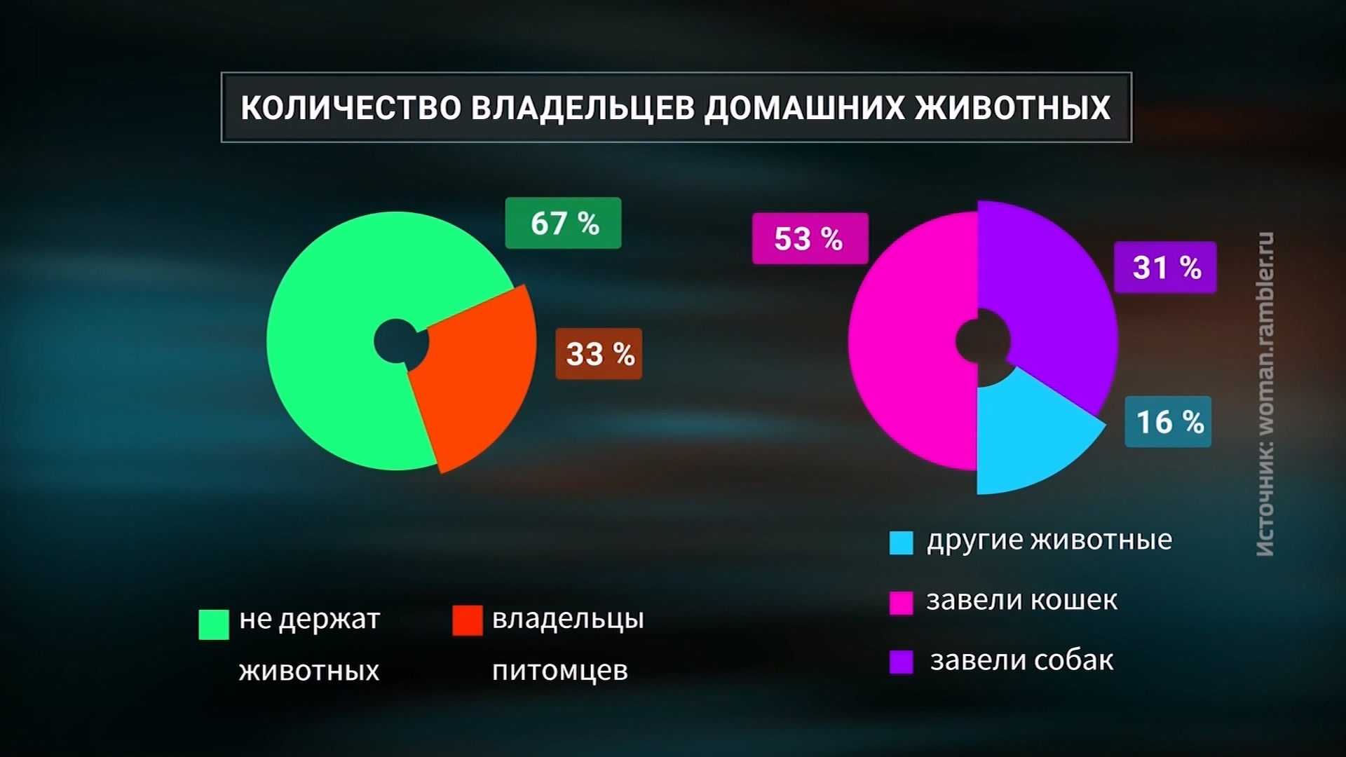 Домашние питомцы в городе: о правах и обязанностях их владельцев рассказали в Челябинске