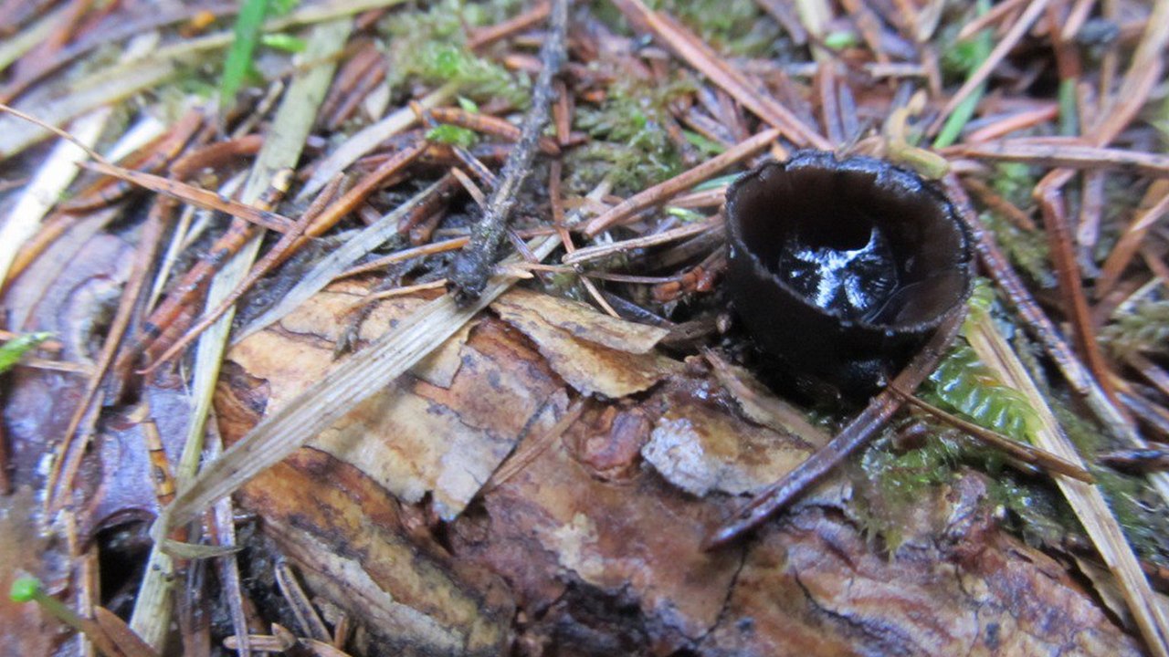 "Кожаные" грибы выросли в лесах Челябинской области