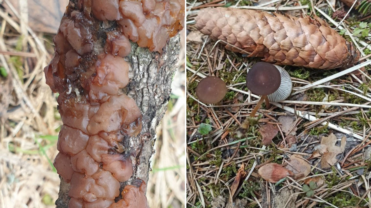 "Ведьмино масло": экзотические грибы заметили в нацпарке в Челябинской области