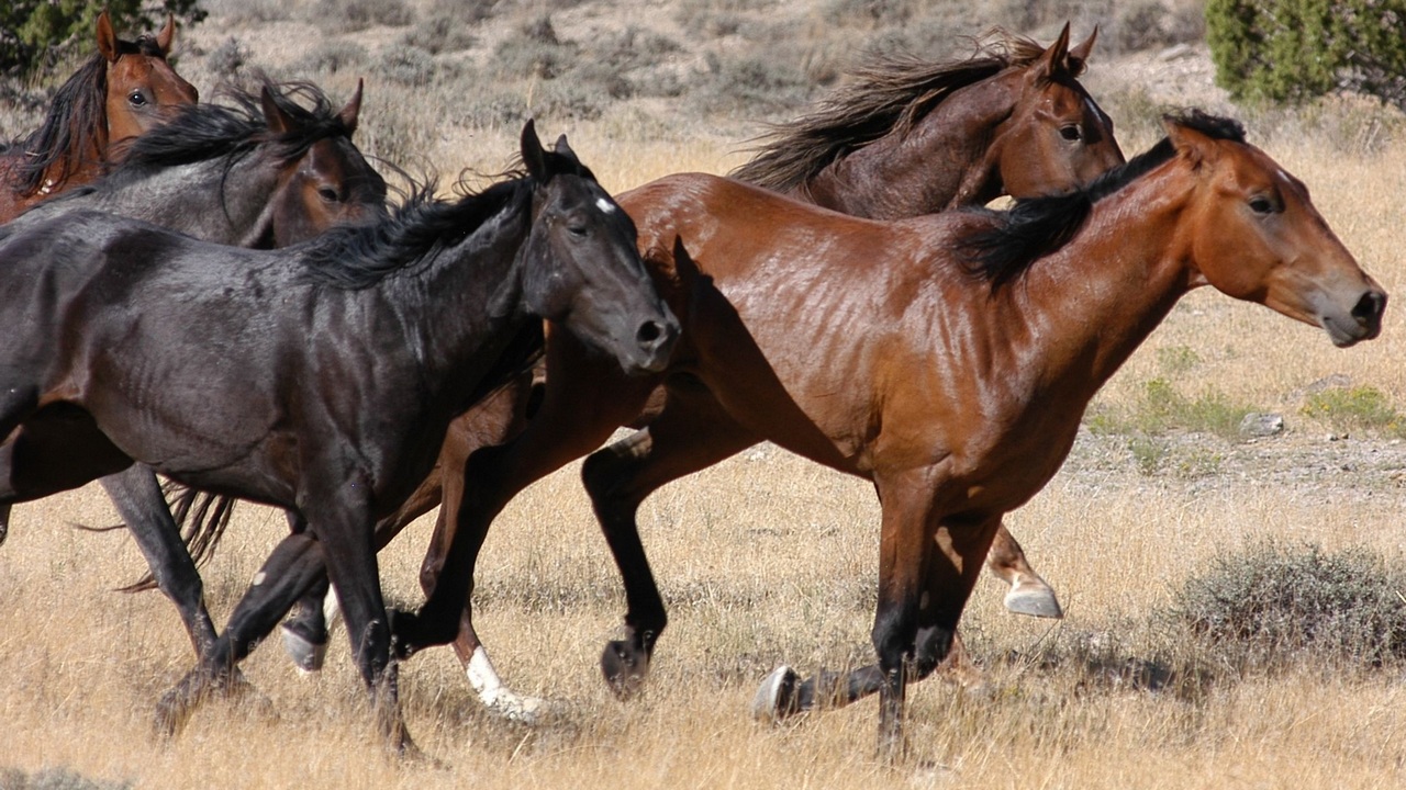 Табун лошадей промчался по центру Магнитогорска