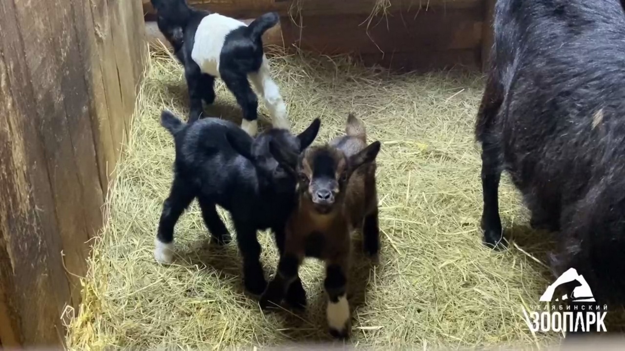 Малыши-богатыри: коза Маша в челябинском зоопарке родила тройню