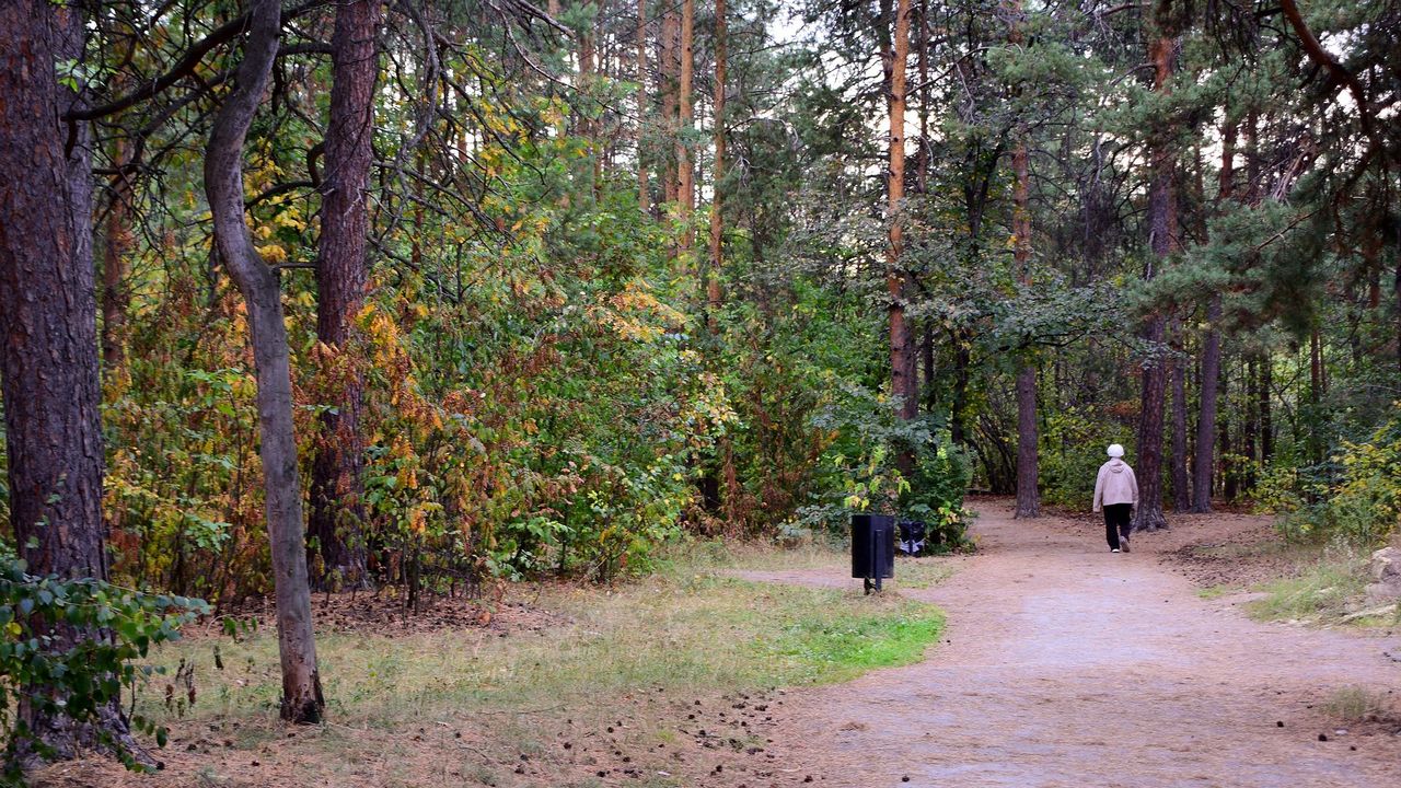 У Тополиной аллеи в Челябинске увеличат границы леса