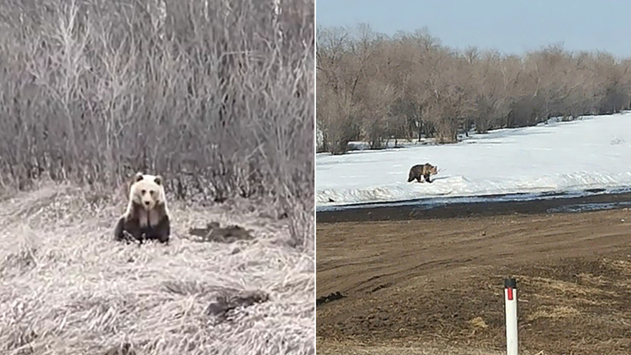 Медведя заметили возле поселка на юге Челябинской области