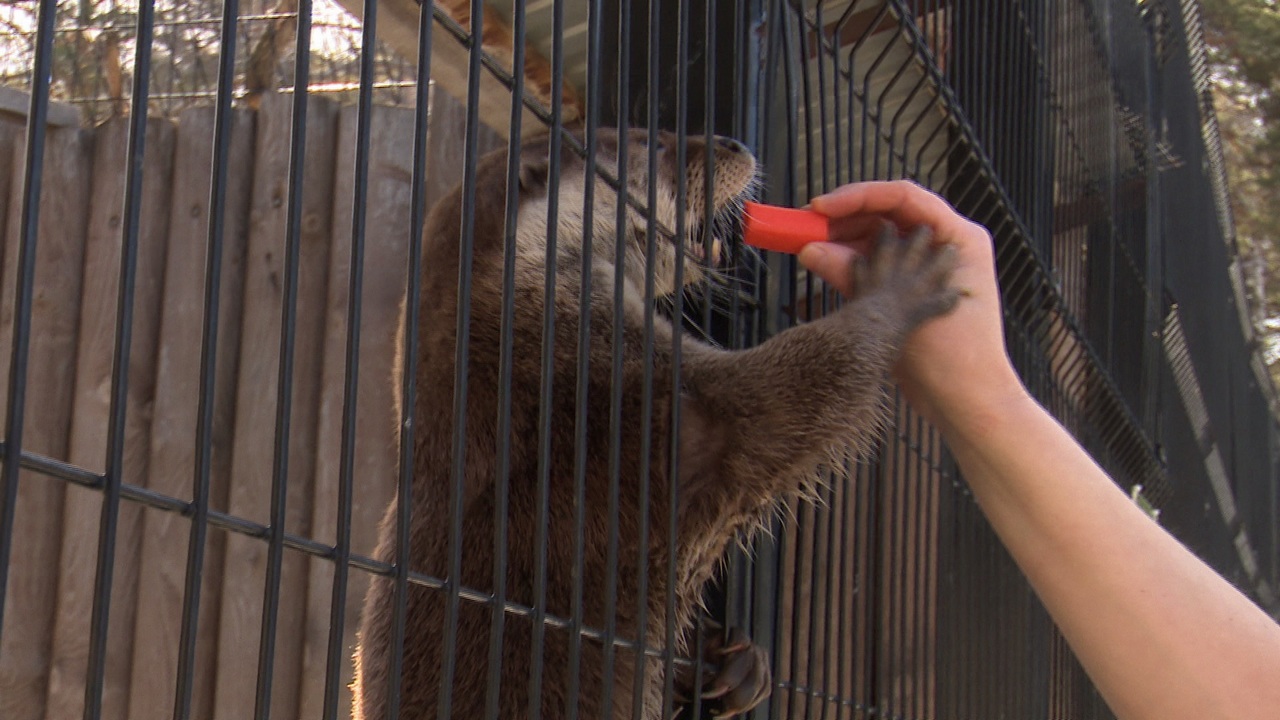 Обед в формате квеста: животные челябинского зоопарка отметили День моркови