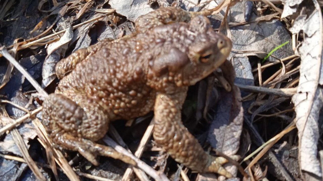 В лесах Челябинской области из спячки вышли хищные жабы
