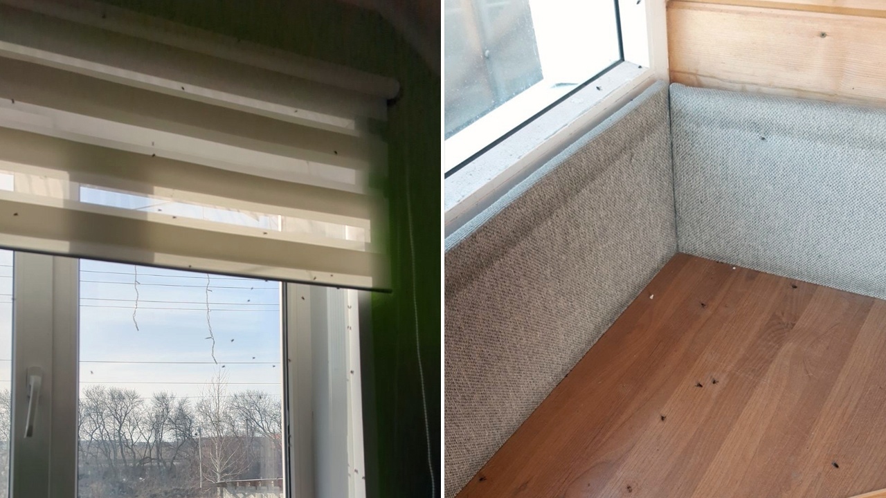 Нашествие мух: жителей Сосновского района "атаковали" полчища насекомых Нашествие мух: жителей Сосновского района "атаковали" полчища насекомых