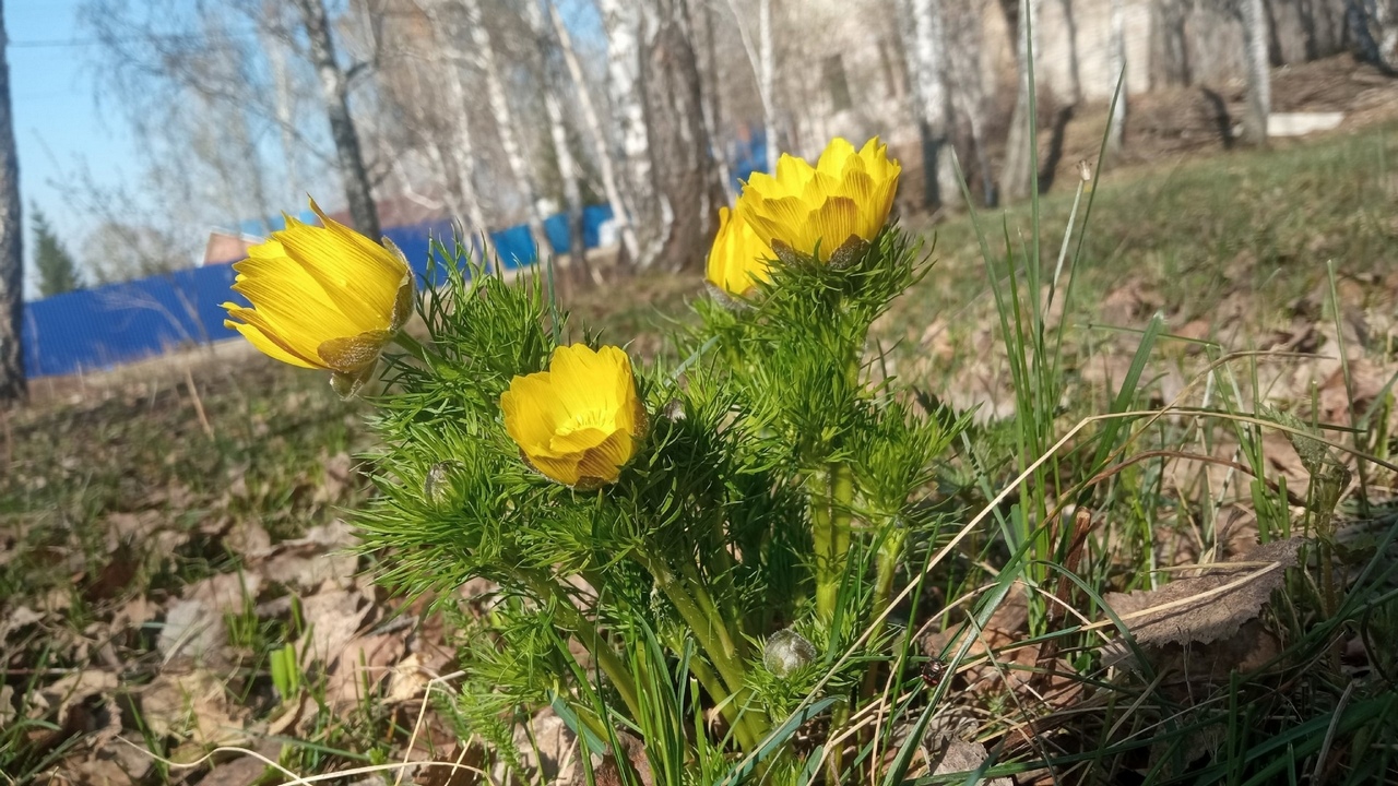 Аномально теплая погода ожидается в Челябинской области 